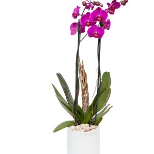 ORQUIDEA