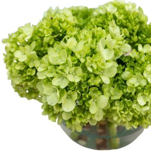 HORTENSIA